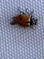 Hippodamia variegata