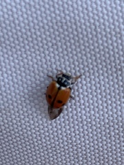 Hippodamia variegata