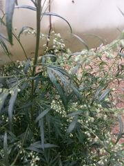 Artemisia