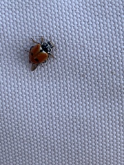 Hippodamia variegata