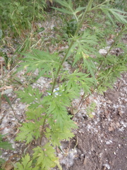 Artemisia
