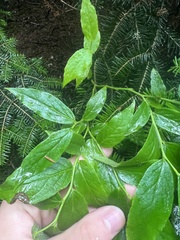 Vaccinium erythrocarpum