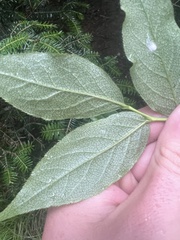 Vaccinium erythrocarpum