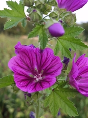 Malva sylvestris