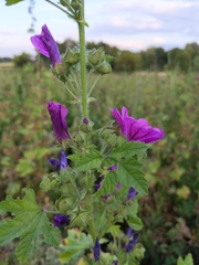 Malva sylvestris