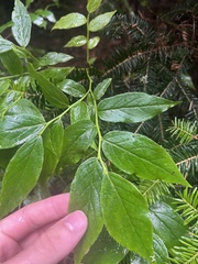 Vaccinium erythrocarpum