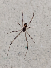 Latrodectus geometricus