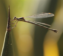 Archilestes