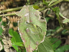 Dismorphiinae