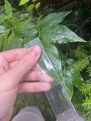 Vaccinium erythrocarpum