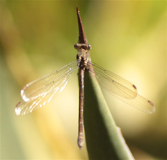 Archilestes