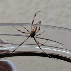 Latrodectus geometricus