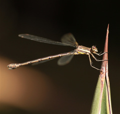 Archilestes