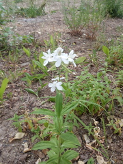 Saponaria officinalis