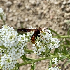 Poecilopompilus algidus