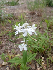 Saponaria officinalis