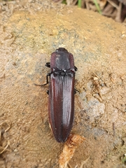 Tibionema abdominalis