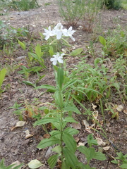 Saponaria officinalis