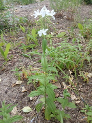 Saponaria officinalis