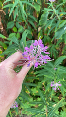 Chamaenerion angustifolium