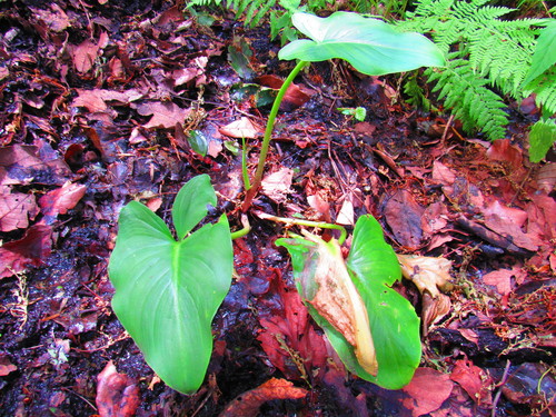 Zantedeschia aethiopica