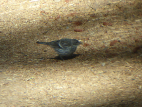 iNaturalist observation photo of Yellow-rumped Warbler