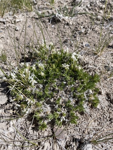 Image of Phlox kelseyi by (c) Matt Berger, some rights reserved (CC BY)