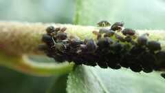 Aphis