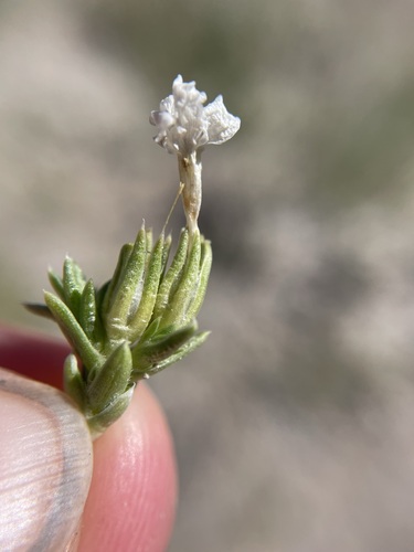 Image of Phlox kelseyi by (c) Matt Berger, some rights reserved (CC BY)