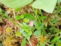 Exobasidium rostrupii