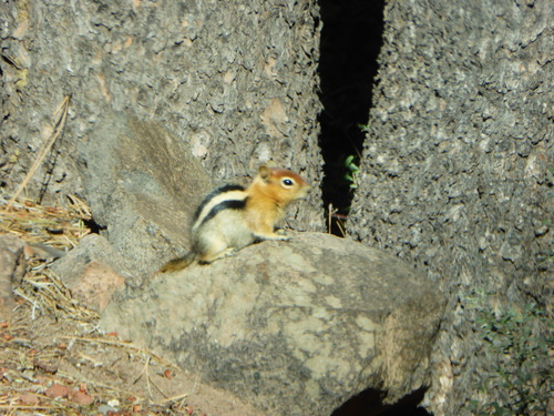 iNaturalist observation photo of Common Golden-mantled Ground Squirrel