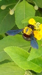 Xylocopa pubescens