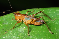 Eschatoceras bipunctatus