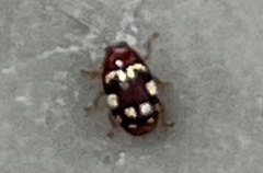 Cryptocephalus guttulatus