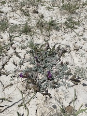 Astragalus argophyllus argophyllus