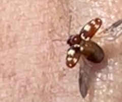 Cryptocephalus guttulatus