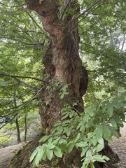 Castanea sativa