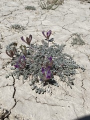 Astragalus argophyllus argophyllus