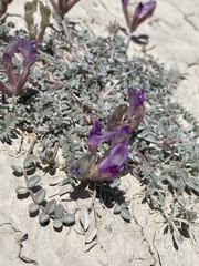 Astragalus argophyllus argophyllus