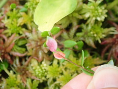 Exobasidium rostrupii