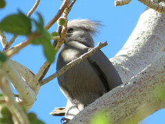 Corythaixoides concolor pallidiceps