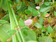 Exobasidium rostrupii