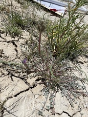 Astragalus argophyllus argophyllus