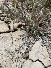 Astragalus argophyllus argophyllus