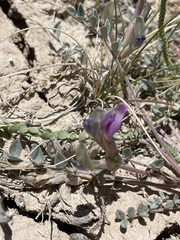 Astragalus argophyllus argophyllus