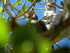 Corythaixoides concolor pallidiceps
