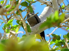 Corythaixoides concolor pallidiceps