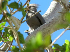 Corythaixoides concolor pallidiceps
