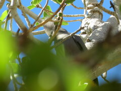 Corythaixoides concolor pallidiceps