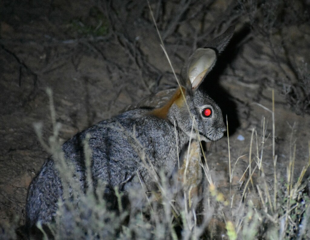 Riverine Rabbit